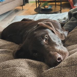 Meet your Posher, Josie